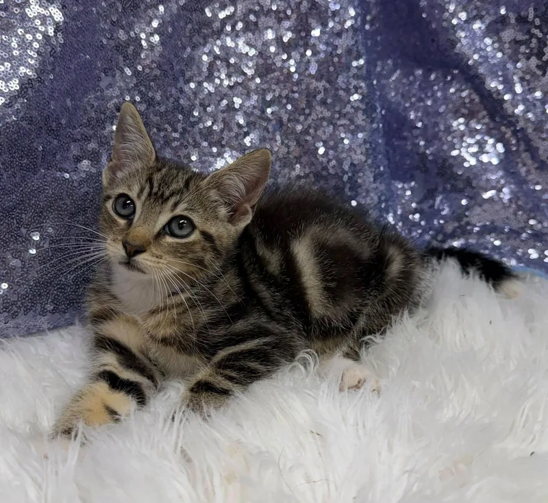 A young medium-sized male Domestic Short Hair cat named Fossil for adoption in Clarkesville, GA