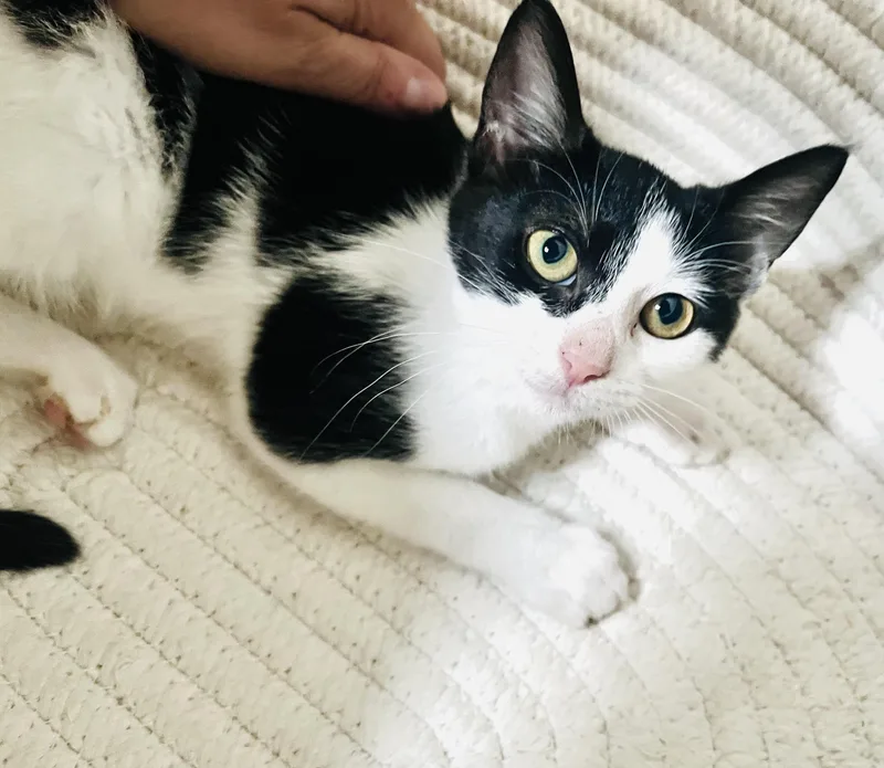 A baby medium-sized female American Shorthair cat named Callisto for adoption in Arlington, TX