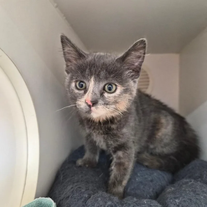 A baby small-sized female Tortoiseshell Domestic Medium Hair cat named Minnie for adoption in Riverside, CA