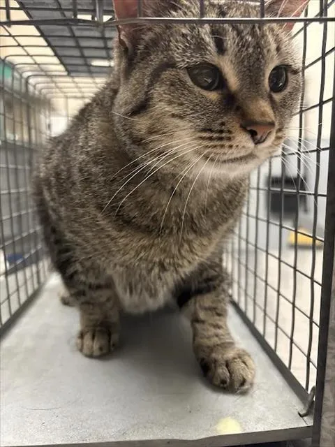 An adult medium-sized female Domestic Short Hair cat named Poppy for adoption in Las Vegas, NV