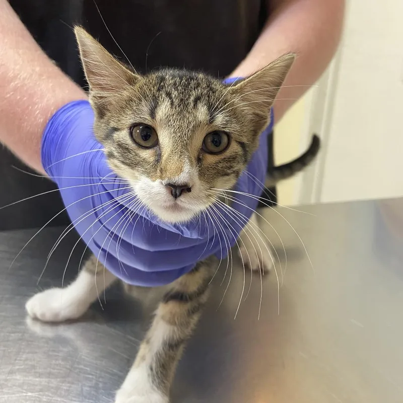 A baby small-sized female Gray / Blue / Silver Domestic Short Hair cat named Aphrodite for adoption in Monroe, LA