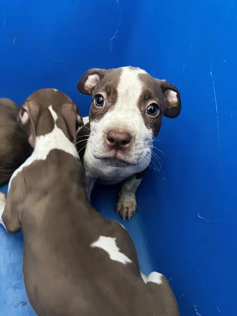 A baby large-sized female Mixed Breed dog named Cocoa for adoption in Dallas, TX
