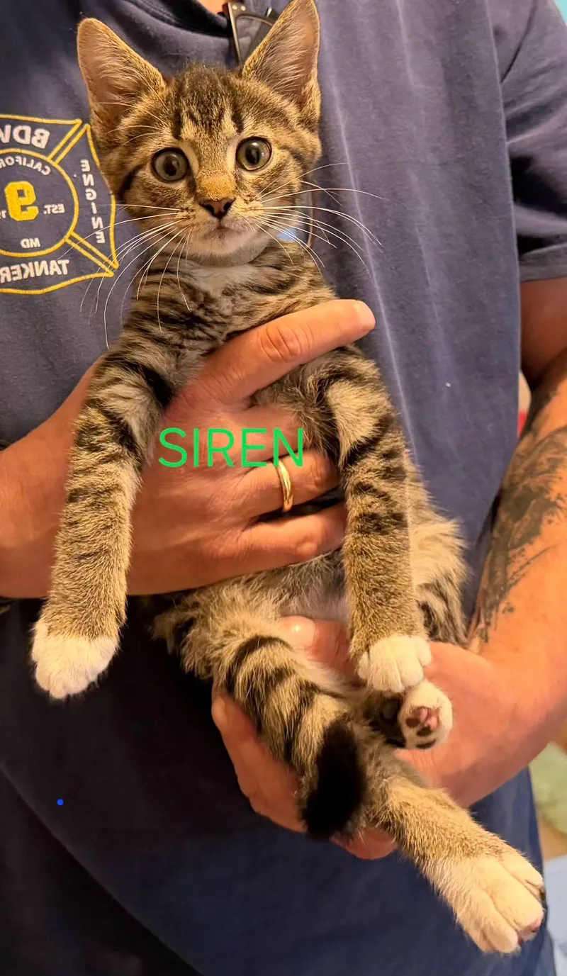 A baby medium-sized male Tabby (Brown / Chocolate) Domestic Short Hair cat named Siren for adoption in Great Mills, MD