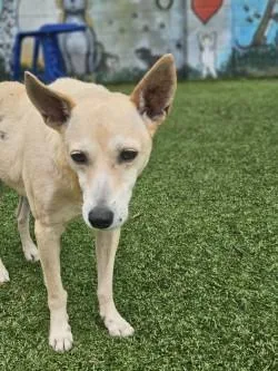 An adult medium-sized male Mixed Breed dog named Queso Blanco for adoption in Savannah, GA