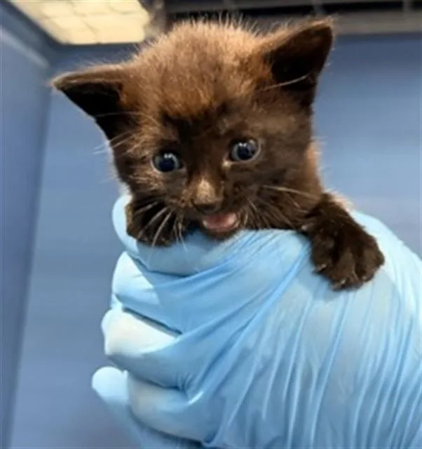 A baby small-sized female Domestic Short Hair cat named Fifi for adoption in San Bernardino, CA