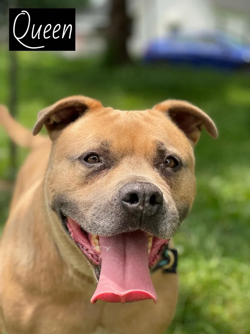 An adult medium-sized female Yellow / Tan / Blond / Fawn Pit Bull Terrier dog named Queen for adoption in Springfield, IL
