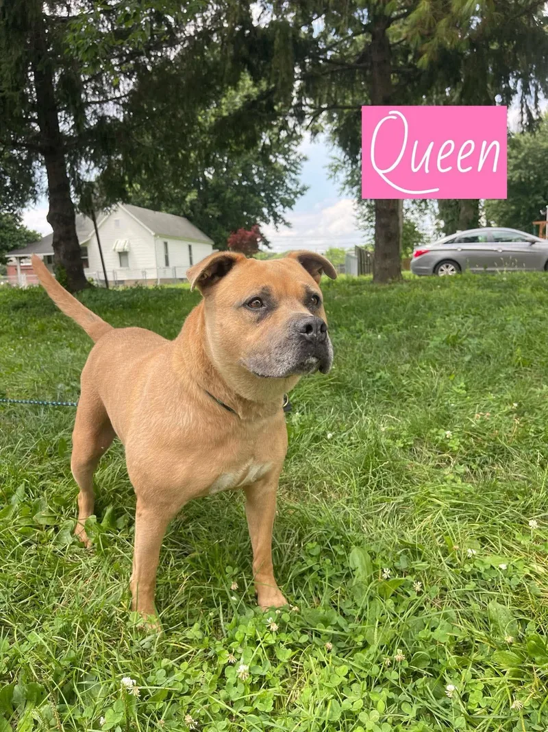 Queen thumbnail 2