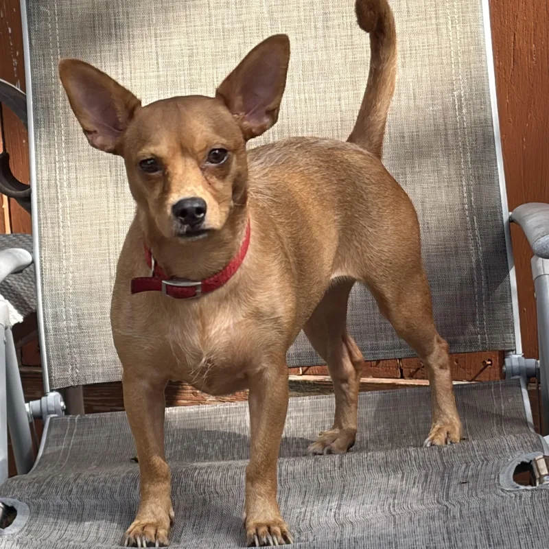 An adult small-sized female Apricot / Beige Chiweenie dog named Anastasia — As Close for adoption in Houston, TX
