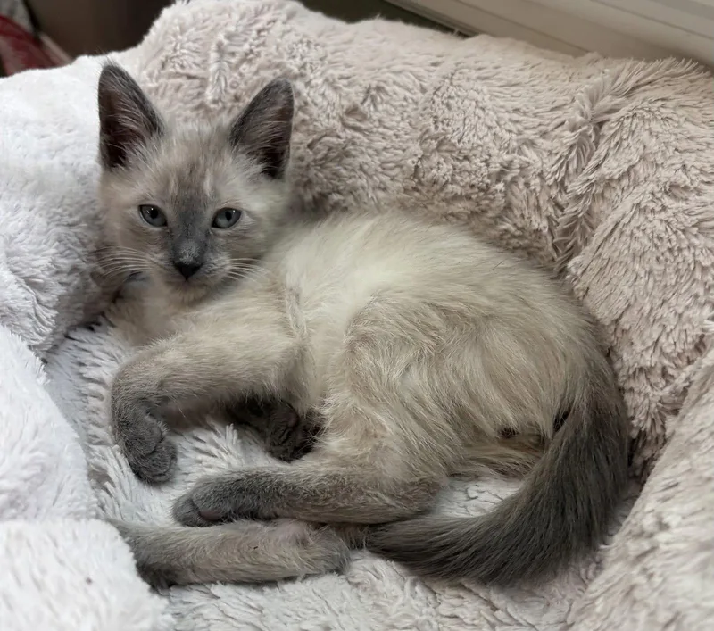 A young medium-sized male Siamese cat named Yuki for adoption in Rosenberg, TX