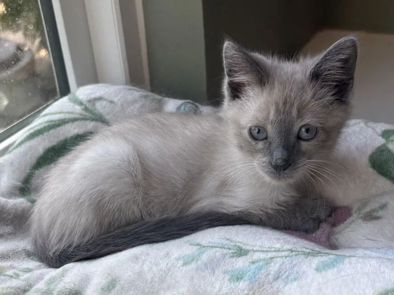 Yuki thumbnail 3