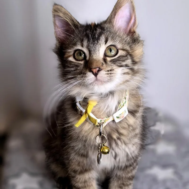 A baby small-sized female Domestic Long Hair cat named Jordan for adoption in Green Bay, WI