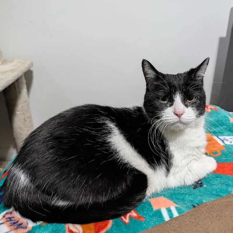 A senior medium-sized female Black & White / Tuxedo Domestic Short Hair cat named Smooches for adoption in Ferndale, MI