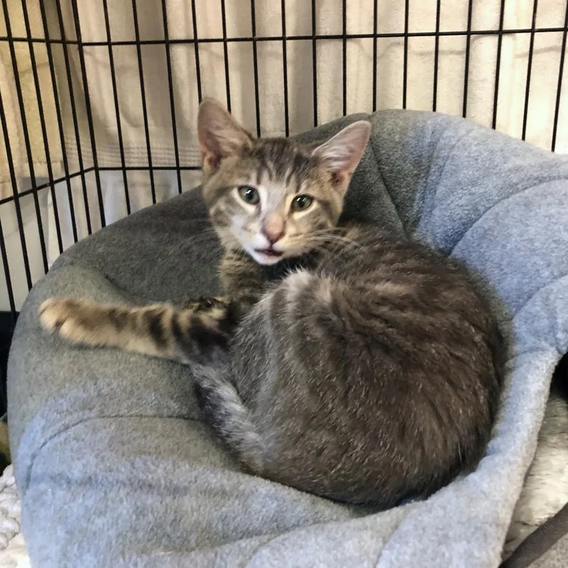An adult large-sized male Gray / Blue / Silver Domestic Medium Hair cat named Fisher for adoption in Delaware, OH