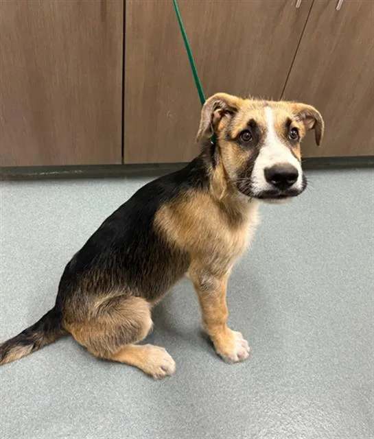 A baby small-sized male German Shepherd Dog dog named Suave for adoption in Baytown, TX