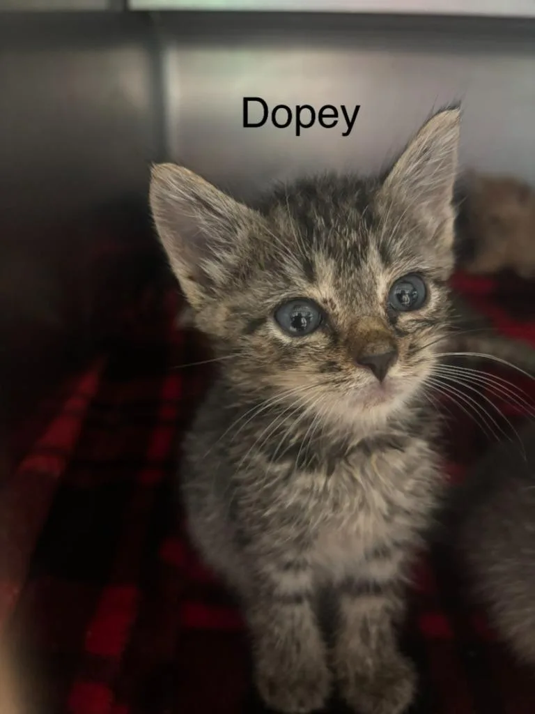 A baby small-sized female Domestic Short Hair cat named Dopey for adoption in Cambridge, MD