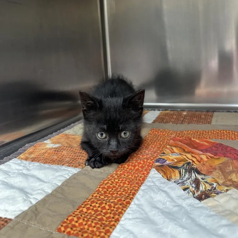 A baby small-sized male Domestic Short Hair cat named Spike for adoption in Bryan, TX