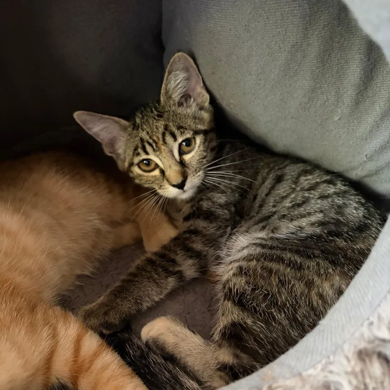 A baby small-sized female Brown / Chocolate Domestic Short Hair cat named Muffin Costa Mesa for adoption in Chino Hills, CA