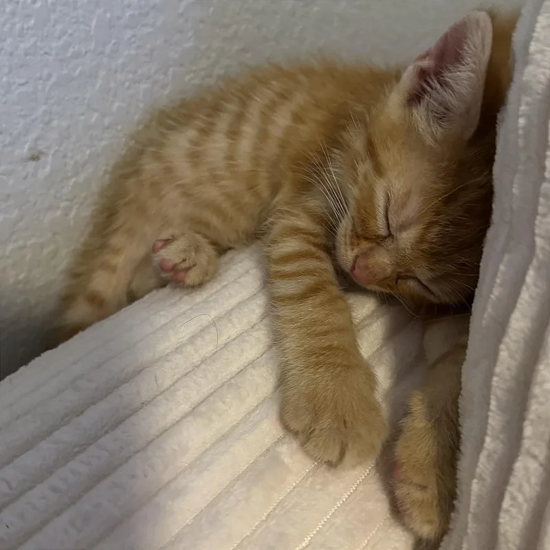 A baby small-sized male Orange / Red Domestic Short Hair cat named Mountain Glow for adoption in Austin, TX