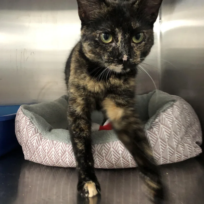 A young medium-sized female Black Domestic Short Hair cat named Timber for adoption in Russellville, KY
