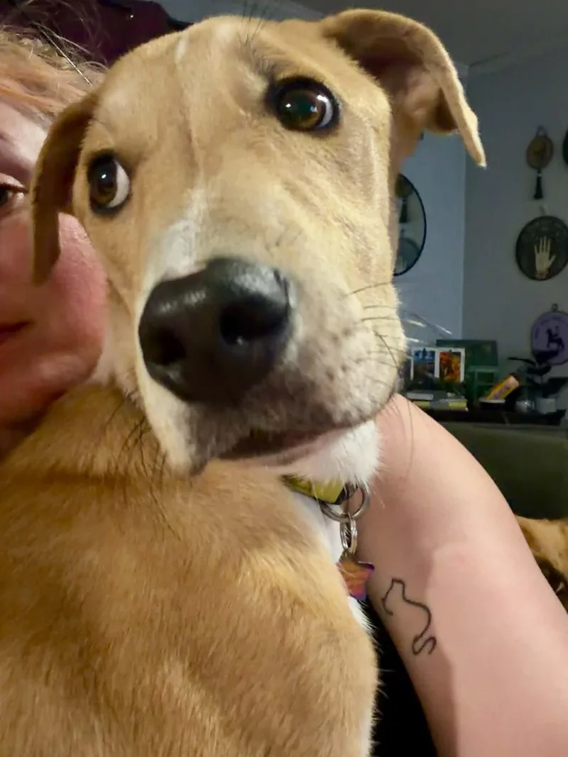 A baby medium-sized male Apricot / Beige Labrador Retriever dog named Longfellow for adoption in Kennebunk , ME