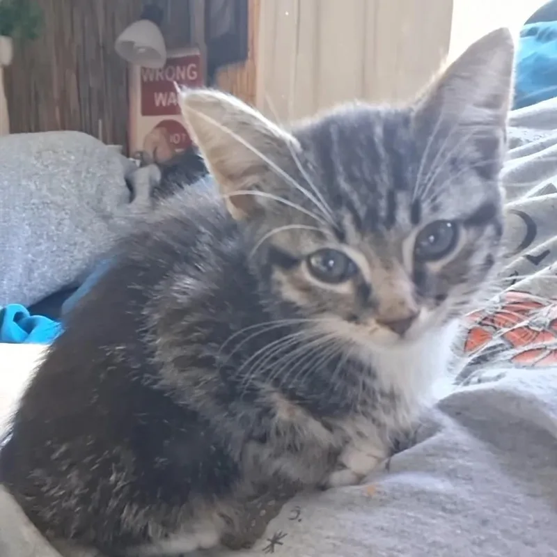 A baby small-sized female Gray / Blue / Silver American Shorthair cat named Sabrina for adoption in Calimesa, CA