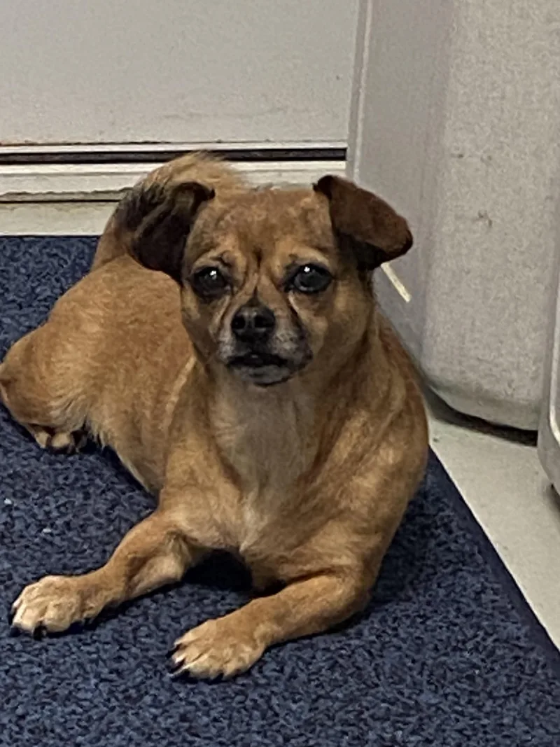 An adult small-sized female Brown / Chocolate Puggle dog named Siri for adoption in Hartford, KY