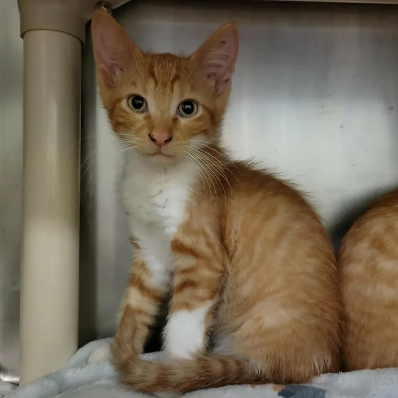 A baby small-sized male Orange / Red Domestic Short Hair cat named FourLeaf Clover for adoption in Columbia, MO
