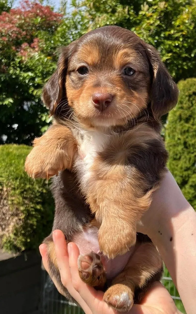 Maverick
