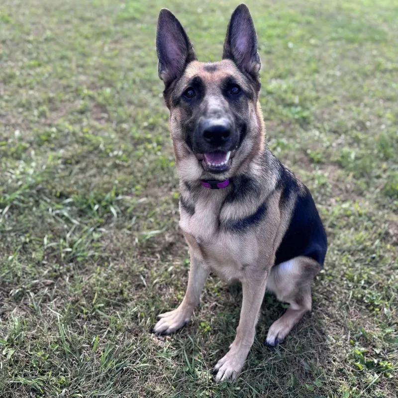 An adult medium-sized female German Shepherd Dog dog named Reba for adoption in Berlin, NJ