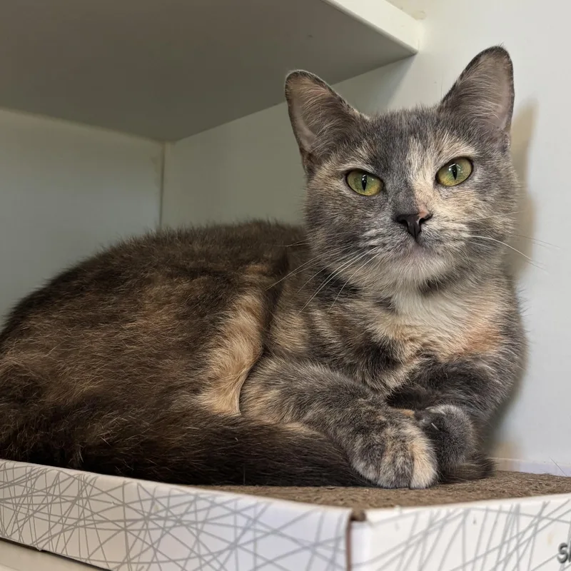 An adult medium-sized female Dilute Tortoiseshell Domestic Long Hair cat named Drizzle & Smog for adoption in Evanston, IL