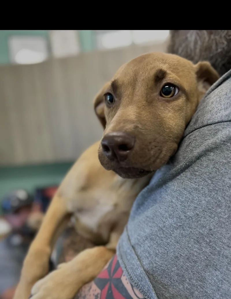 A baby medium-sized male Bicolor Labrador Retriever dog named Blade for adoption in seaside heights, NJ