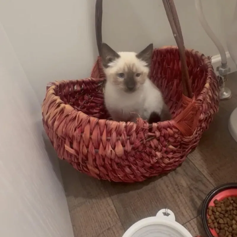 A baby small-sized male Flame Point Siamese cat named Cinnamon for adoption in North Charleston, SC