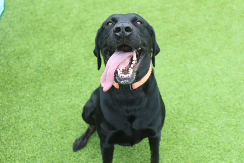 A young large-sized male Black Labrador Retriever dog named Hey Dude for adoption in Chestertown, MD