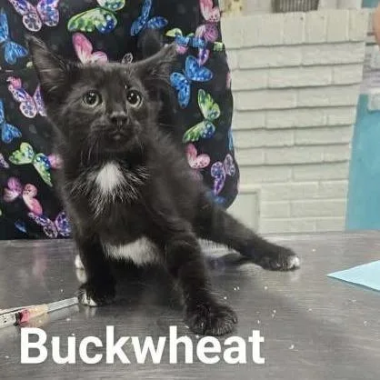 A baby small-sized male Black Domestic Short Hair cat named Buckwheat for adoption in Rocky Mount, VA
