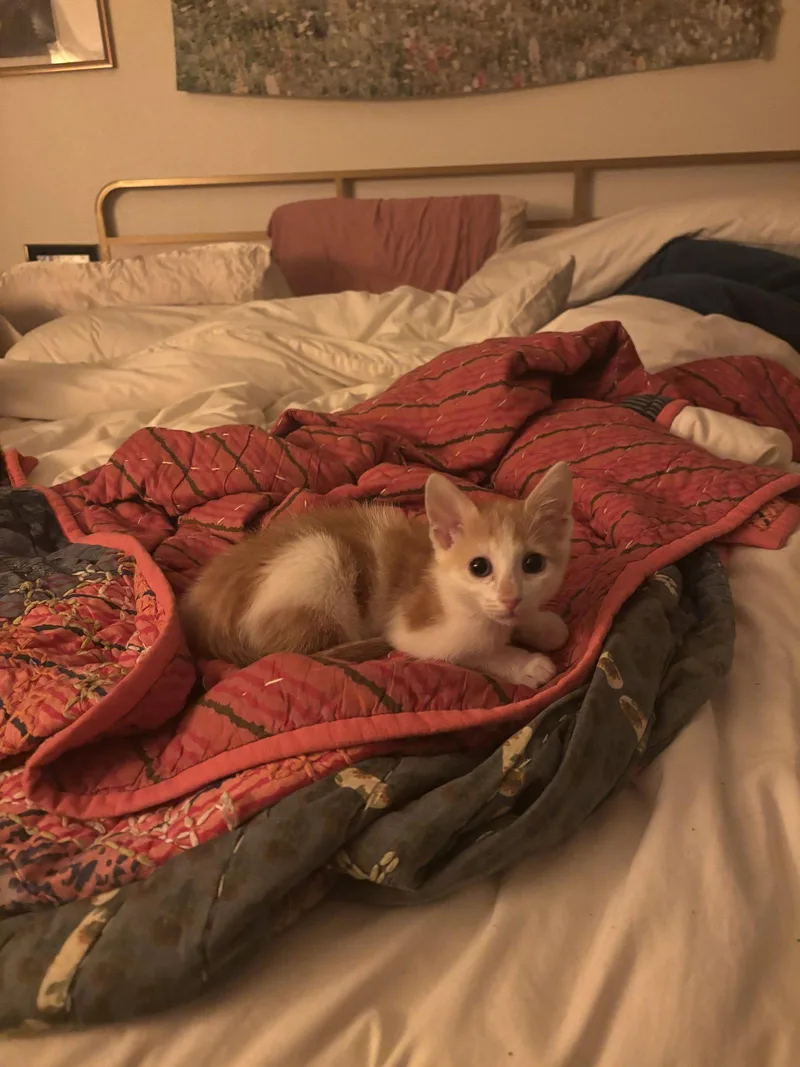 A young medium-sized male Domestic Short Hair cat named Thumb for adoption in Davis, CA