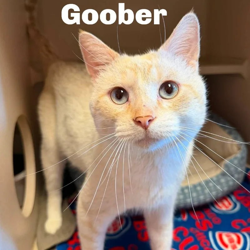 Goober