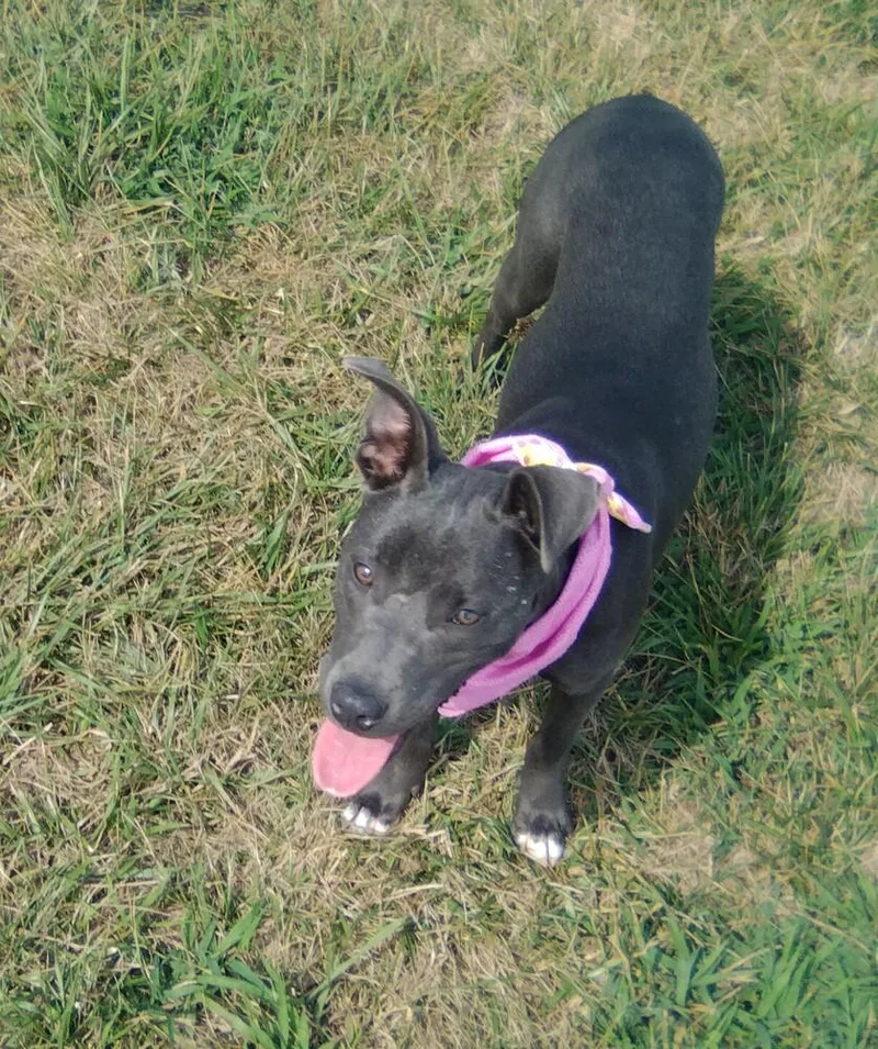 A young medium-sized female Staffordshire Bull Terrier dog named Karma for adoption in Bolivar, MO