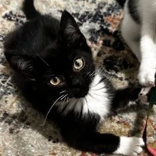 A baby small-sized female White Tuxedo cat named Alexx Woods for adoption in Knoxville, TN