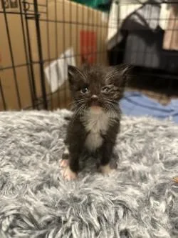 A baby small-sized male Domestic Short Hair cat named Jeremy for adoption in Farmers Branch, TX