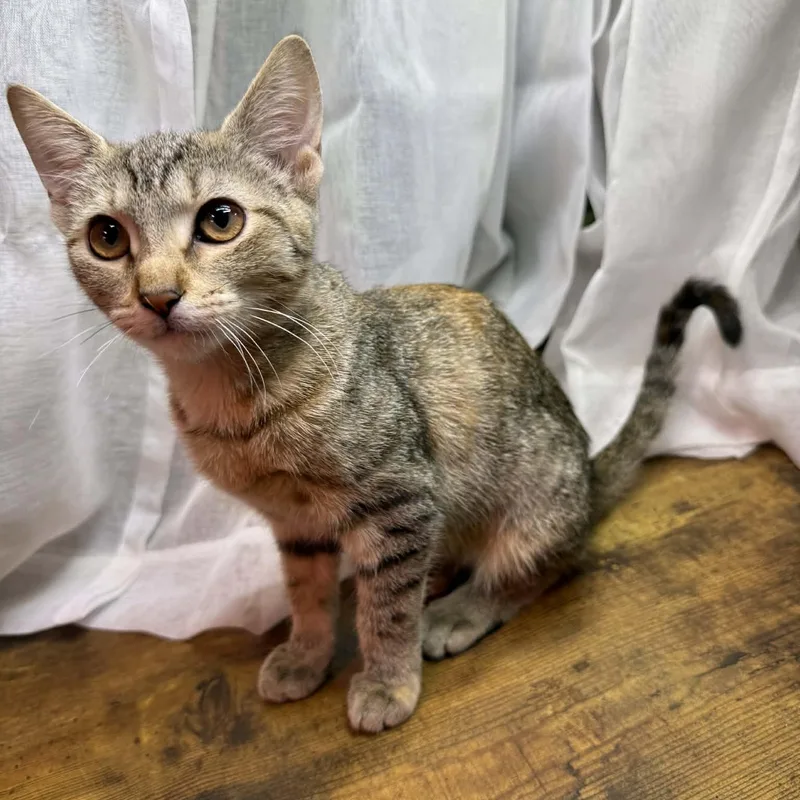 Carolina thumbnail 2