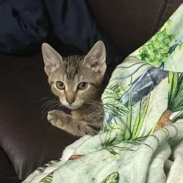 Carolina thumbnail 3