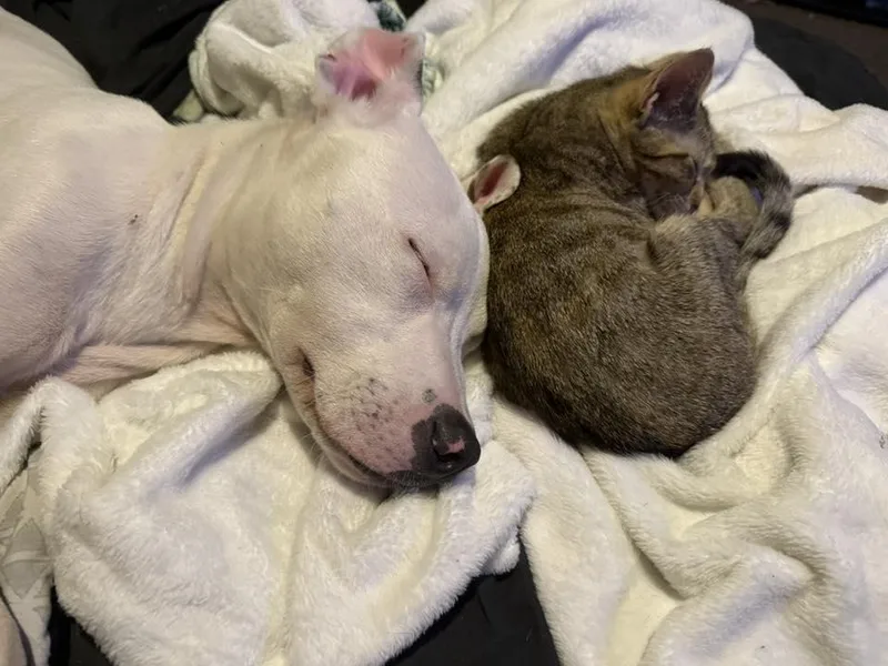 Carolina thumbnail 4