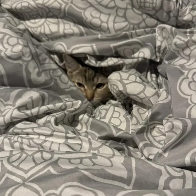 Carolina thumbnail 5