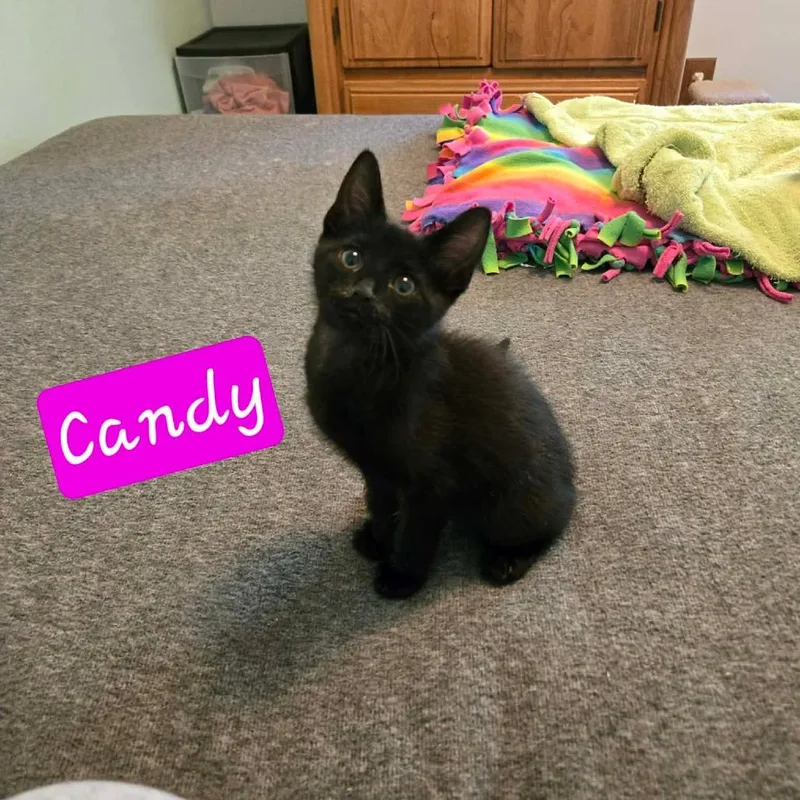 A baby small-sized female Orange / Red Domestic Short Hair cat named Candy for adoption in DeKalb, IL