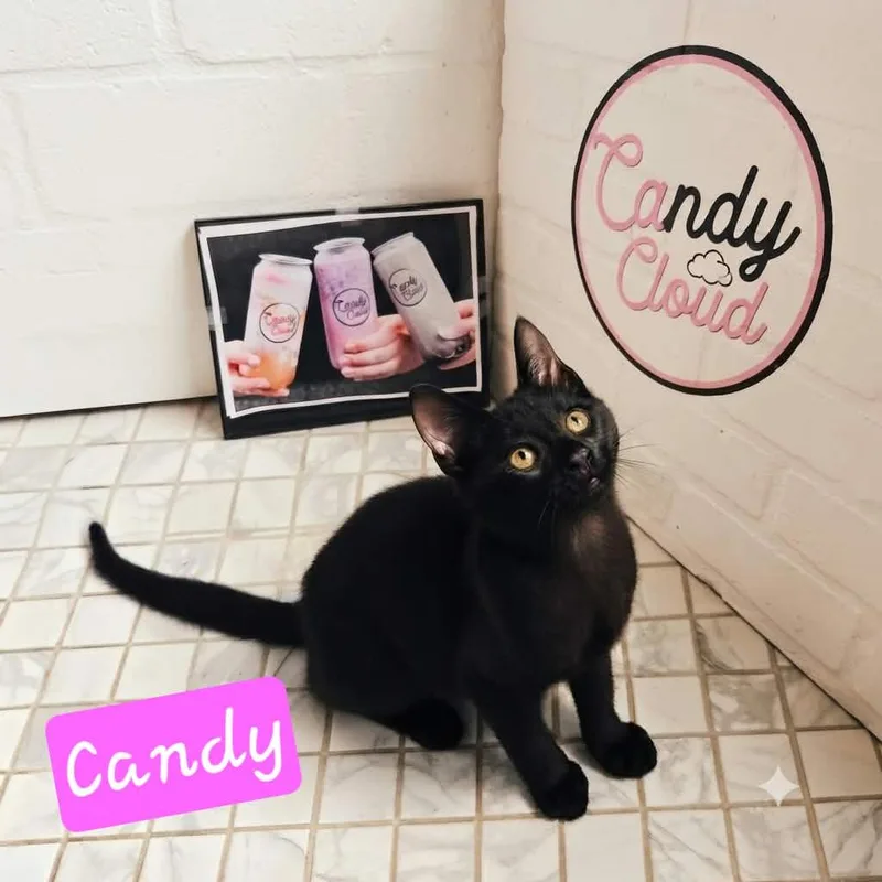 Candy thumbnail 2