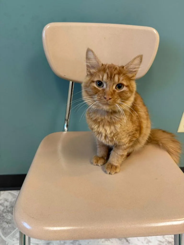 A young medium-sized male Domestic Long Hair cat named Wally for adoption in Chillicothe, OH