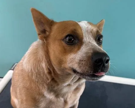 An adult medium-sized male Merle (Red) Australian Cattle Dog / Blue Heeler dog named Jib for adoption in San Clemente, CA
