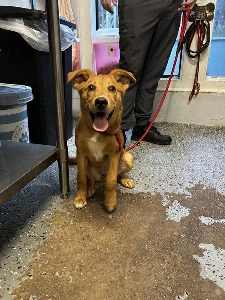 A baby small-sized female Mixed Breed dog named Nala for adoption in Mobile, AL