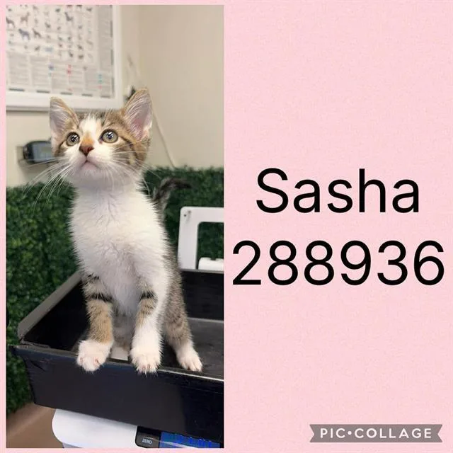 A baby small-sized female Domestic Short Hair cat named Sasha for adoption in Macon, GA