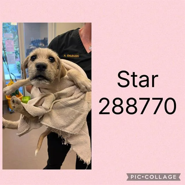 A baby small-sized female Mixed Breed dog named Star for adoption in Macon, GA